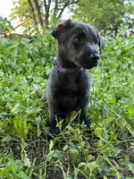 Purple, a female Belgian Malinois and Labrador Retriever for sale in San Antonio, TX – 4 of 4