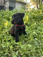 Red, a male Belgian Malinois and Labrador Retriever for sale in San Antonio, TX – 6 of 6