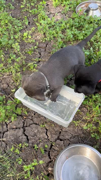 Light blue, a female Belgian Malinois and Labrador Retriever for sale in San Antonio, TX – 5 of 5