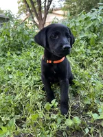 Orange , a female Belgian Malinois and Labrador Retriever for sale in San Antonio, TX – 1 of 4