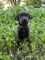 Purple, a female Belgian Malinois and Labrador Retriever for sale in San Antonio, TX – 2 of 4
