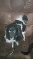 Panda , a male Pomeranian for sale in Elwood indiana, ELWOOD INDIANA – 3 of 3