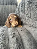 Chocolate and Cream Longhaired Girl, a female Miniature Dachshund for sale in Dublin, VA – 5 of 6