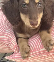 Chocolate and Cream Longhaired Girl, a female Miniature Dachshund for sale in Dublin, VA – 2 of 6