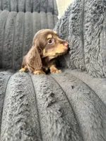 Chocolate and Cream Longhaired Girl, a female Miniature Dachshund for sale in Dublin, VA – 6 of 6