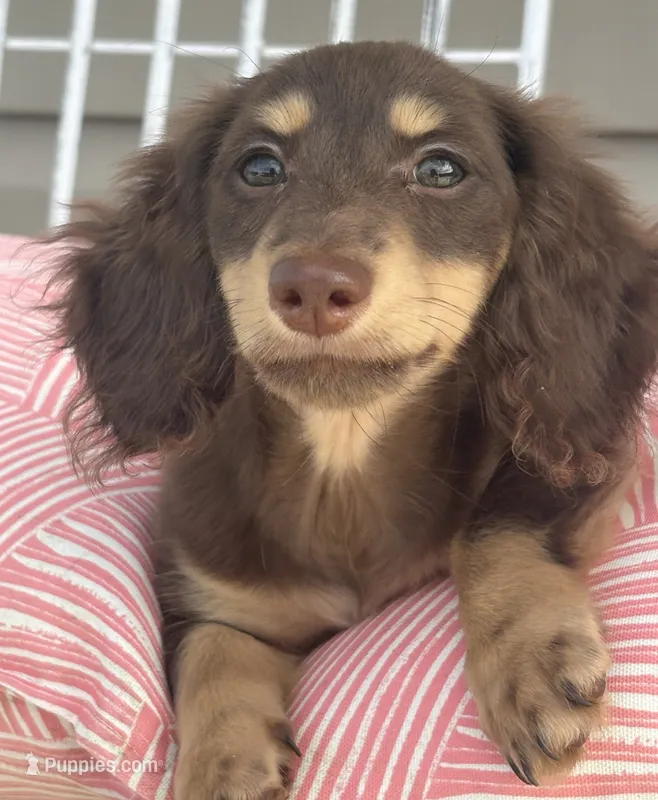 Chocolate and Cream Longhaired Girl – Miniature Dachshund puppy for sale in Dublin, VA