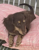 Chocolate and Cream Longhaired Girl, a female Miniature Dachshund for sale in Dublin, VA – 4 of 6