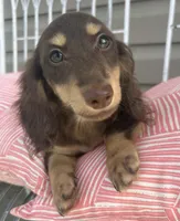 Chocolate and Cream Longhaired Girl, a female Miniature Dachshund for sale in Dublin, VA – 3 of 6