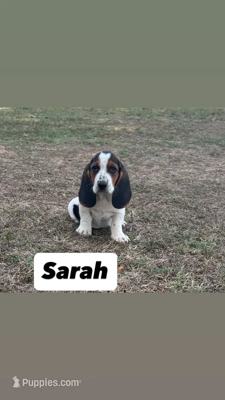 Sarah – Basset Hound puppy for sale in Gainesville, MO