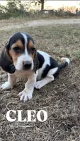 Cleo, a female Basset Hound for sale in Gainesville, MO – 2 of 3