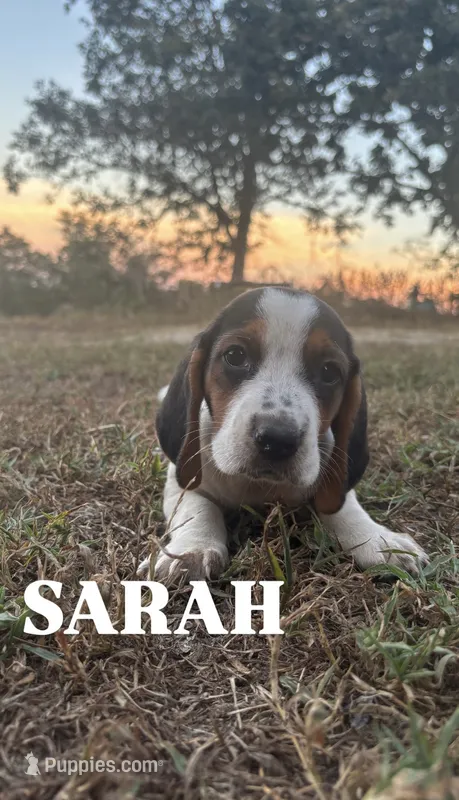 Sarah – Basset Hound puppy for sale in Gainesville, MO