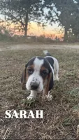 Sarah, a female Basset Hound for sale in Gainesville, MO – 2 of 3