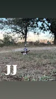 JJ, a male Basset Hound for sale in Gainesville, MO – 2 of 3