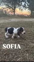 Sofia, a female Basset Hound for sale in Gainesville, MO – 3 of 3