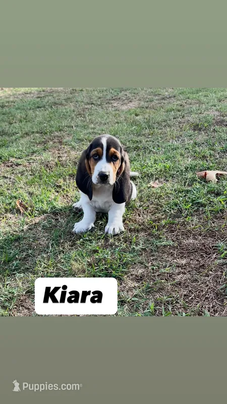 Kiara – Basset Hound puppy for sale in Gainesville, MO