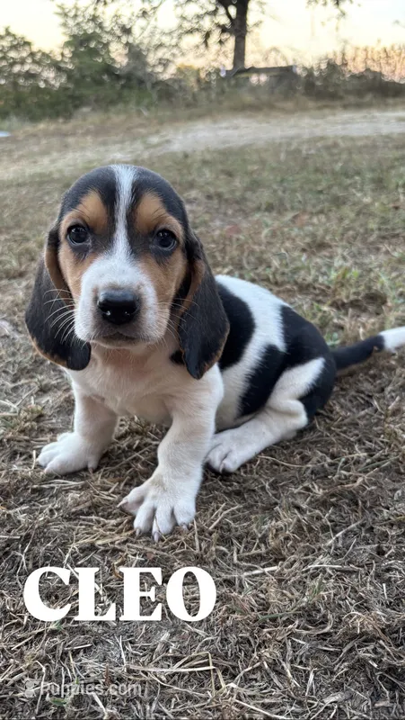 Cleo – Basset Hound puppy for sale in Gainesville, MO