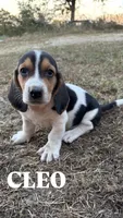 Cleo, a female Basset Hound for sale in Gainesville, MO – 1 of 3