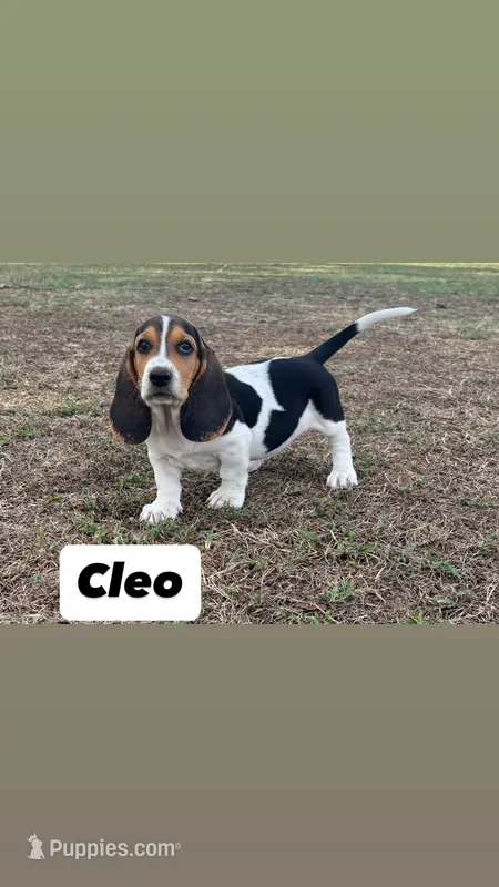 Cleo – Basset Hound puppy for sale in Gainesville, MO