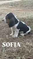 Sofia, a female Basset Hound for sale in Gainesville, MO – 2 of 3