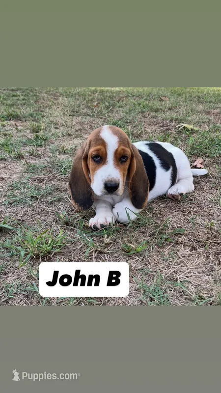 John B – Basset Hound puppy for sale in Gainesville, MO