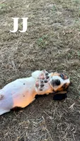 JJ, a male Basset Hound for sale in Gainesville, MO – 3 of 3