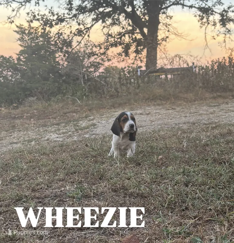 Wheezie – Basset Hound puppy for sale in Gainesville, MO