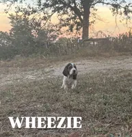 Wheezie, a female Basset Hound for sale in Gainesville, MO – 1 of 3