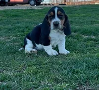 Ann, a female Basset Hound for sale in Gainesville, MO – Photo 2 of 5