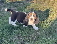Ann, a female Basset Hound for sale in Gainesville, MO – Photo 3 of 5