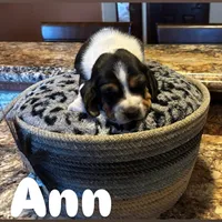 Ann, a female Basset Hound for sale in Gainesville, MO – Photo 5 of 5