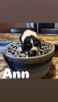 Ann, a female Basset Hound for sale in Gainesville, MO – Photo 1 of 2