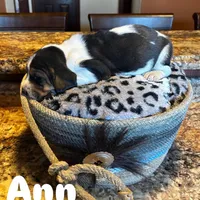 Ann, a female Basset Hound for sale in Gainesville, MO – Photo 4 of 5