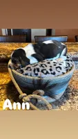 Ann, a female Basset Hound for sale in Gainesville, MO – Photo 2 of 2