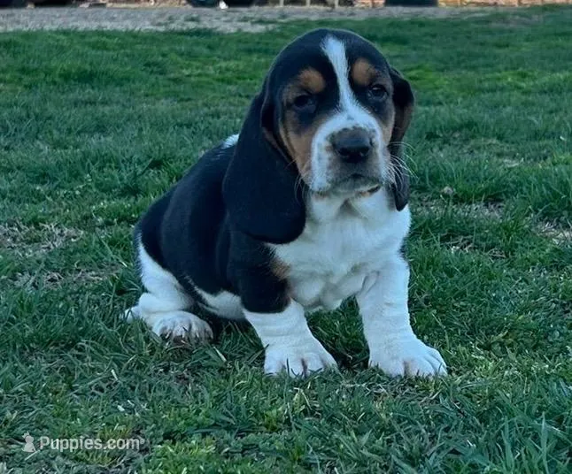 Ann – Basset Hound puppy for sale in Gainesville, MO