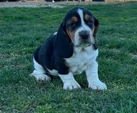 Ann, a female Basset Hound for sale in Gainesville, MO – Photo 1 of 5