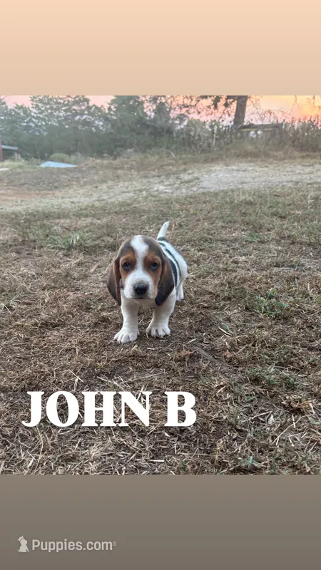 John B – Basset Hound puppy for sale in Gainesville, MO
