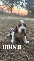 John B, a male Basset Hound for sale in Gainesville, MO – 3 of 3
