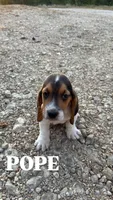 Pope, a male Basset Hound for sale in Gainesville, MO – 2 of 3
