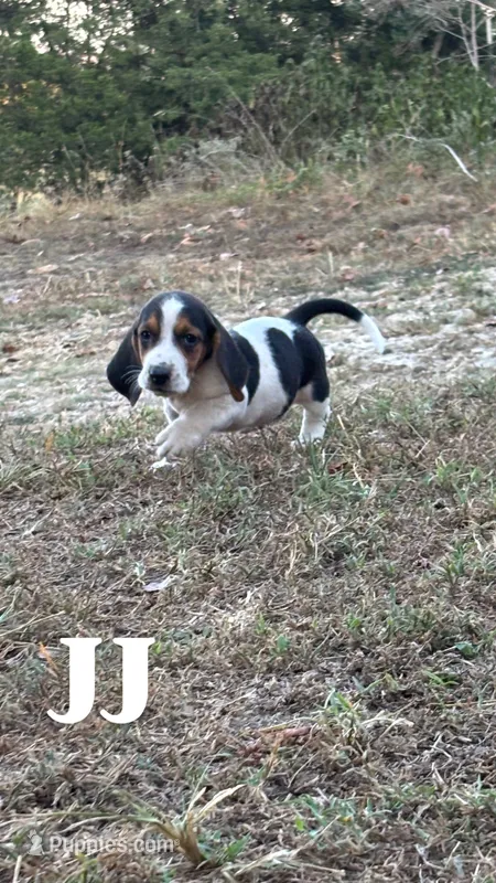 JJ – Basset Hound puppy for sale in Gainesville, MO