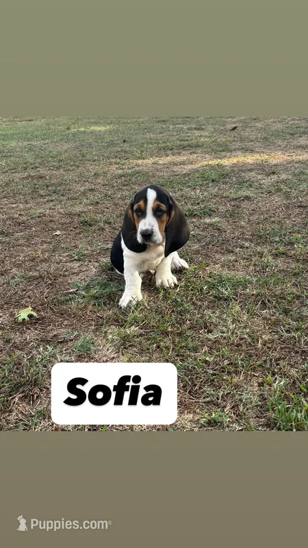 Sofia – Basset Hound puppy for sale in Gainesville, MO