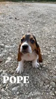 Pope, a male Basset Hound for sale in Gainesville, MO – 3 of 3