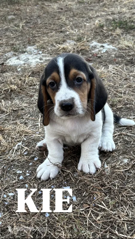 Kiara – Basset Hound puppy for sale in Gainesville, MO