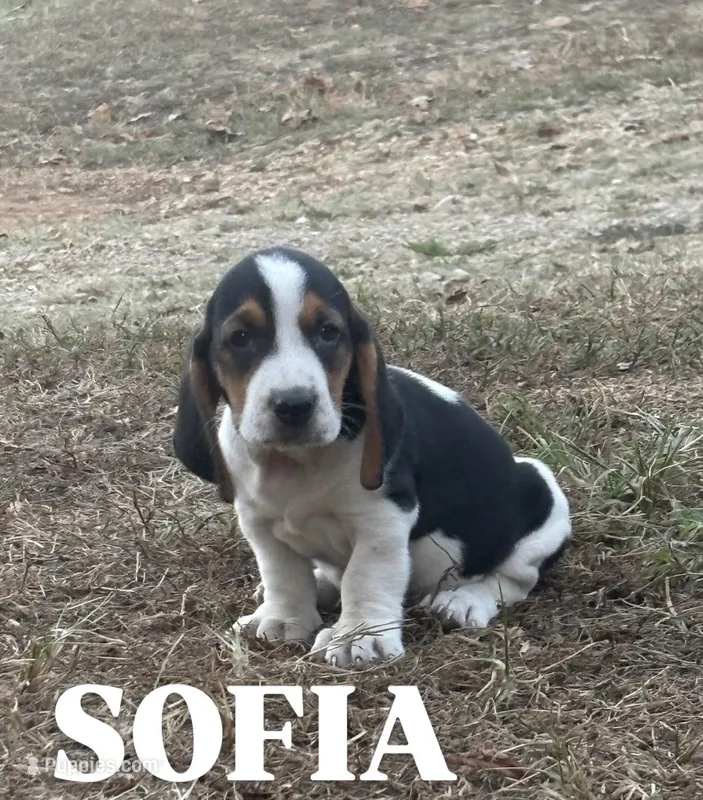 Sofia – Basset Hound puppy for sale in Gainesville, MO