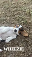 Wheezie, a female Basset Hound for sale in Gainesville, MO – 3 of 3