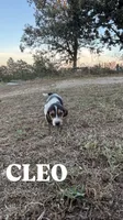 Cleo, a female Basset Hound for sale in Gainesville, MO – 3 of 3
