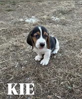 Kiara, a female Basset Hound for sale in Gainesville, MO – 2 of 3