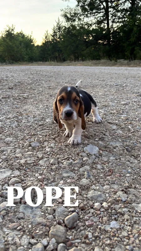 Pope – Basset Hound puppy for sale in Gainesville, MO