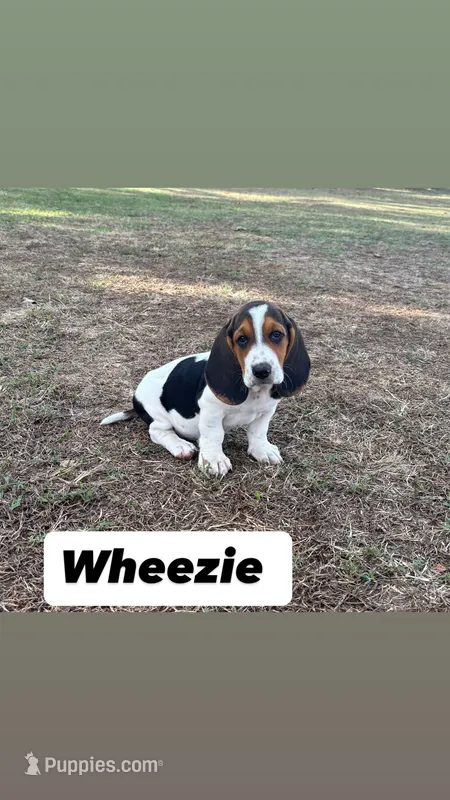 Wheezie – Basset Hound puppy for sale in Gainesville, MO