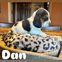 Dan, a male Basset Hound for sale in Gainesville, MO – Photo 3 of 4