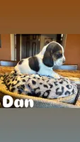 Dan, a male Basset Hound for sale in Gainesville, MO – Photo 1 of 2